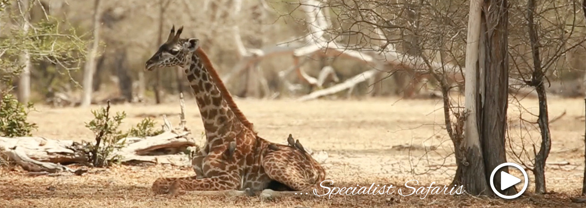 specialst african safari tours